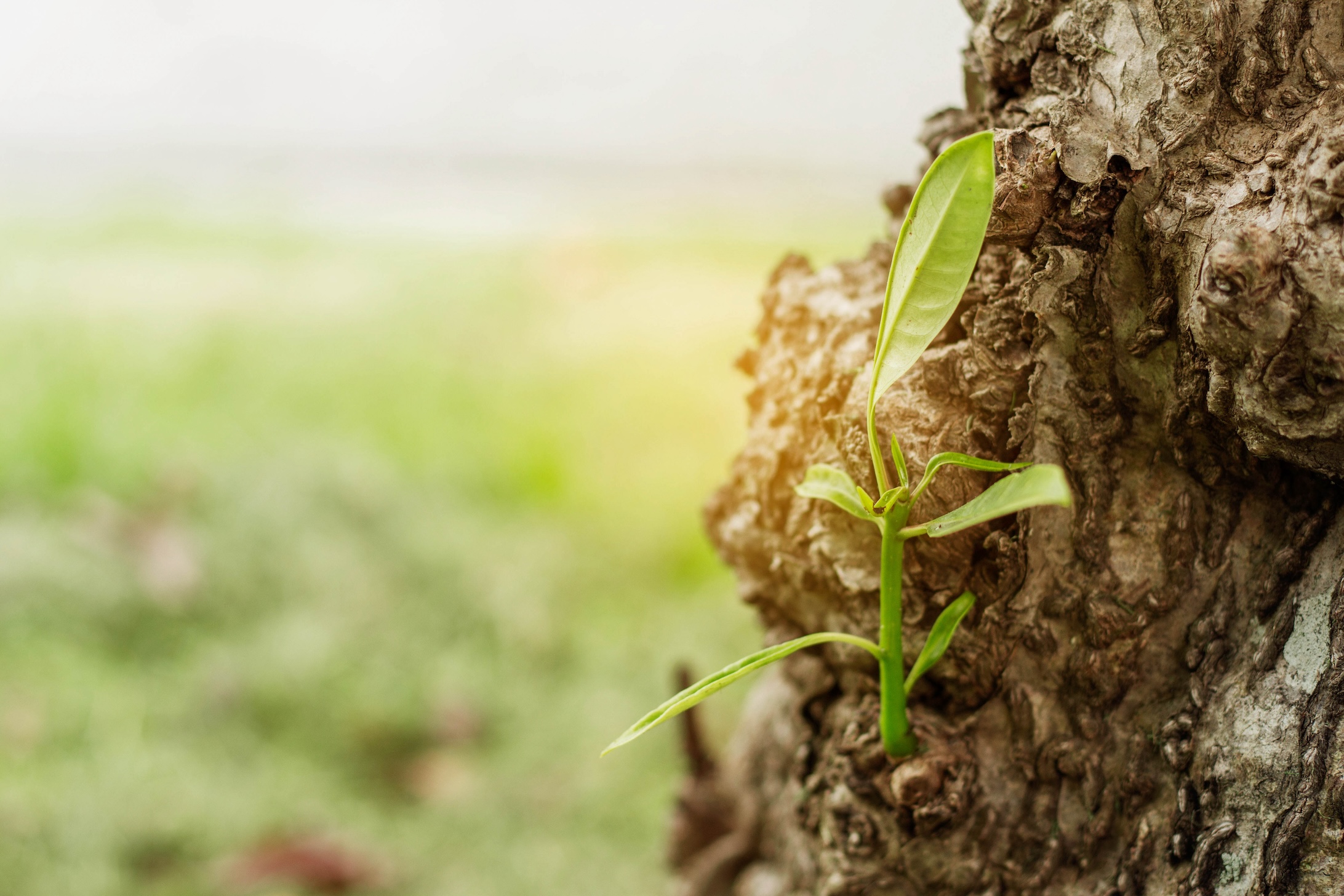 Rooted in the Ways of God